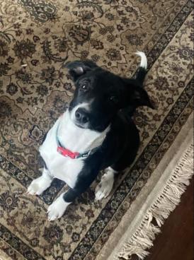 Tutoras procuram por cachorrinha perdida