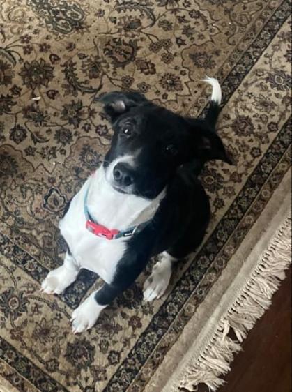 Tutoras procuram por cachorrinha perdida