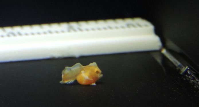 filhote de peixe-mão-vermelho