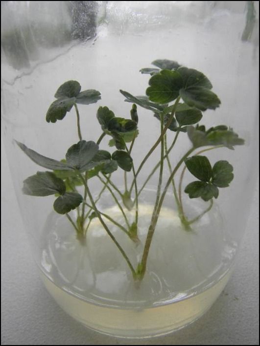Muda da nova cultivar Fênix, produzida em laboratório