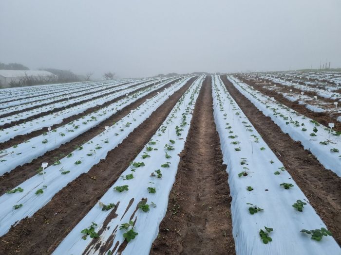 Fase de avaliação de campo, interna, da Embrapa