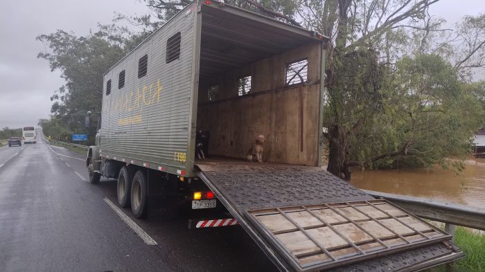 Cães foram transportados de caminhão