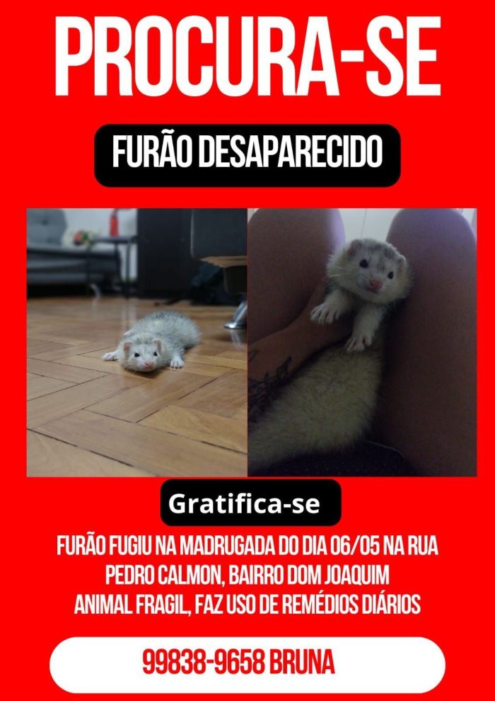 Cartaz de furão desaparecido em bairro de BH