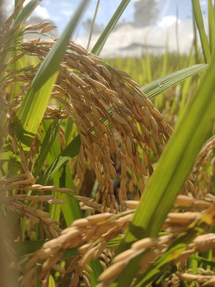 Muitas lavouras do cereal foram substituídas pela soja