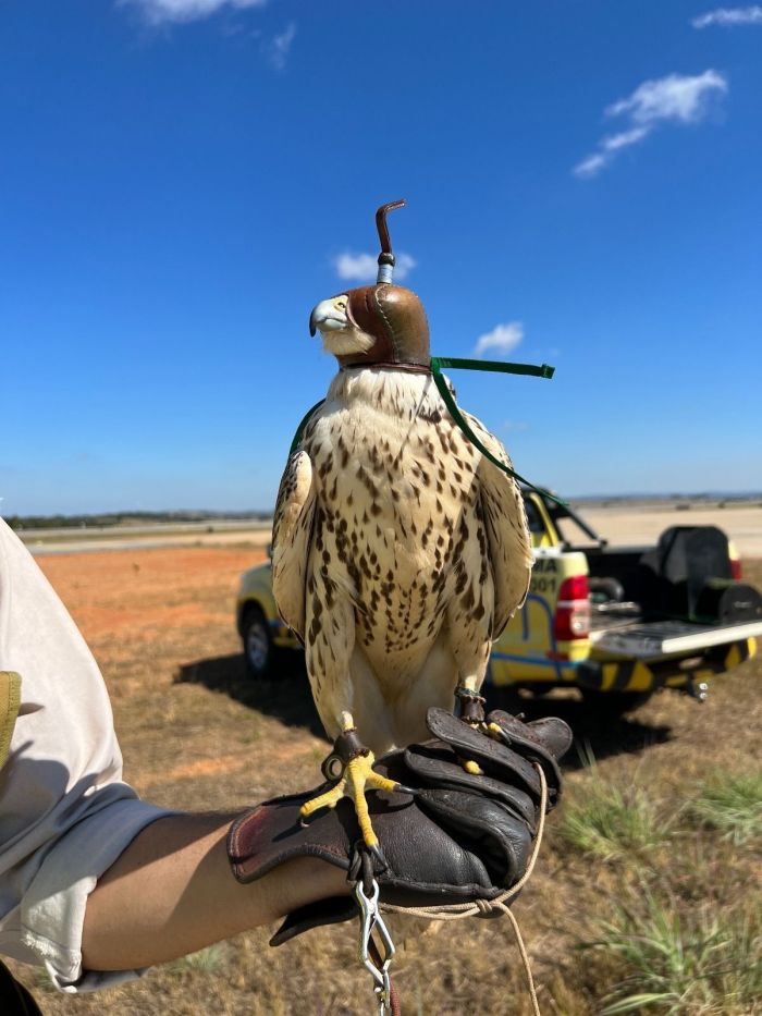 Entre os animais, Apolo, com três anos, foi treinado desde os três meses para a atividades.
