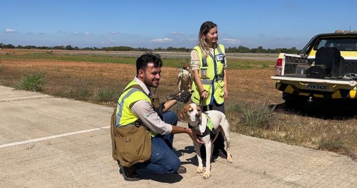 Funcionários Martin e Apolo, que 'trabalham' no aeroporto, na a área de manejo de fauna da concessionária, para contribuir na segurança das aeronaves para que nenhum tipo de acidente aconteça.