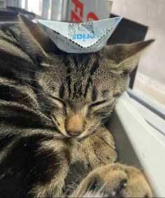 Gato em lotérica