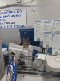 Gato em lotérica