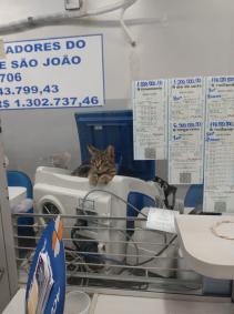 Gato em lotérica