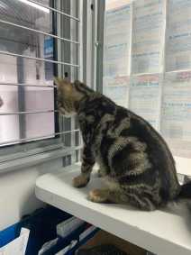 Gato em lotérica