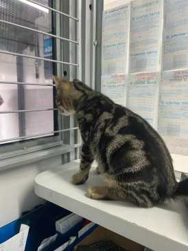 Gato em lotérica