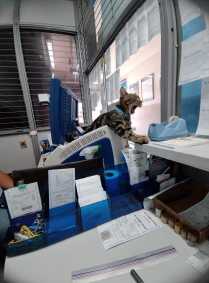 Gato em lotérica