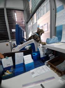 Gato em lotérica