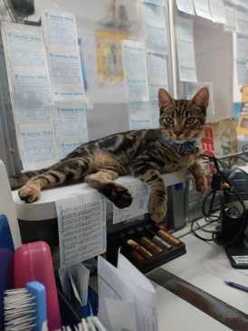 Gato em lotérica