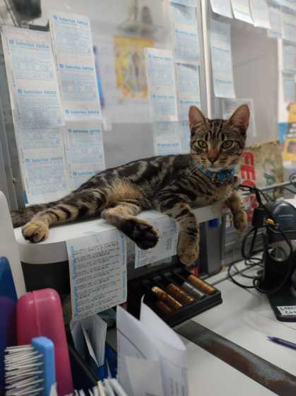 Gato em lotérica
