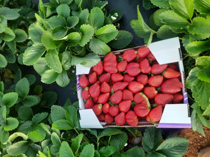 Apesar do atraso, morangos estão chegando grandes e ainda mais doces. Visitante pode levar a caixa com a quantidade que desejar