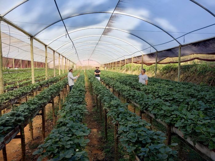 Estufa em Pouso Alegre, produtores têm privilegiado os agentes biológicos contra pragas e doenças