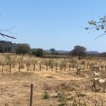 ‘O agro sem água’: a luta para ampliar o acesso ao recurso no Norte de Minas