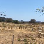 ‘O agro sem água’: a luta para ampliar o acesso ao recurso no Norte de Minas