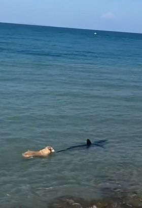 Na Espanha, cachorro morde cauda de tubarão e é ignorado