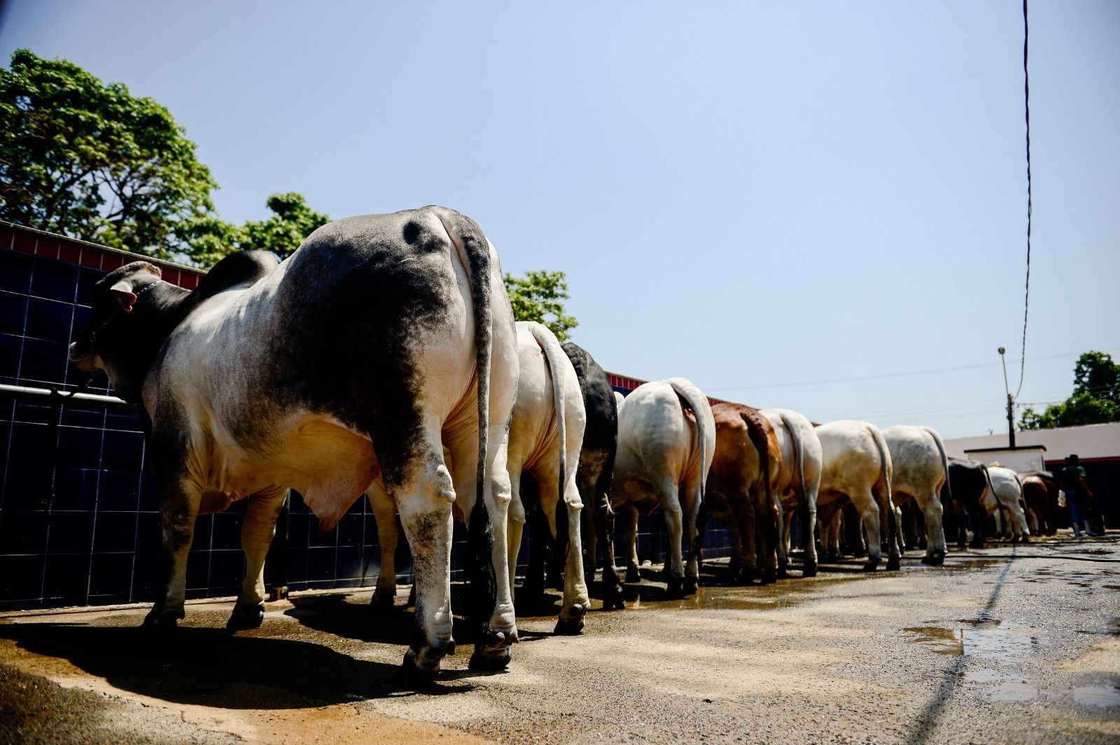 Número recorde de animais surpreende organizadores da ExpoBrahman 2024