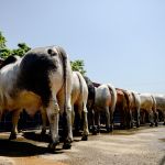 Número recorde de animais surpreende organizadores da ExpoBrahman 2024