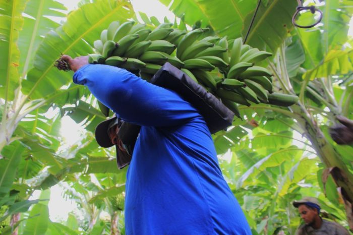 Trabalhador empenhado na colheita da banana na fazenda Terra Santa, na Jaíba: 'travesseiro' no ombro pra aguentar o peso do cacho