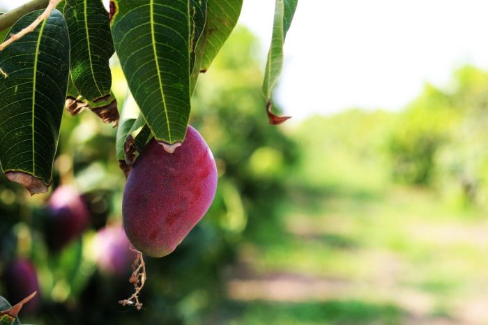 Produção de manga Palmer em um dos lotes agrícolas do projeto Jaíba