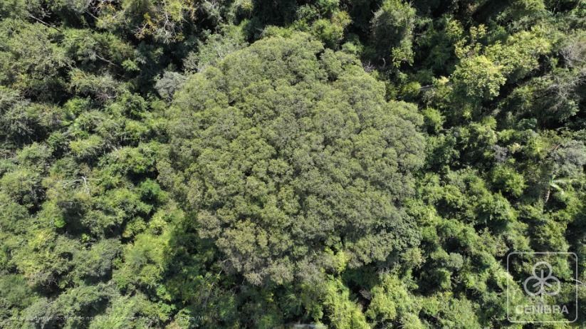 Maior árvore do sudeste brasileiro ameaçada de extinção é descoberta na Mata Atlântica, em Minas Gerais