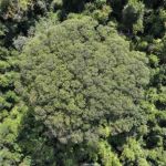 Maior árvore do sudeste brasileiro ameaçada de extinção é descoberta na Mata Atlântica, em Minas Gerais