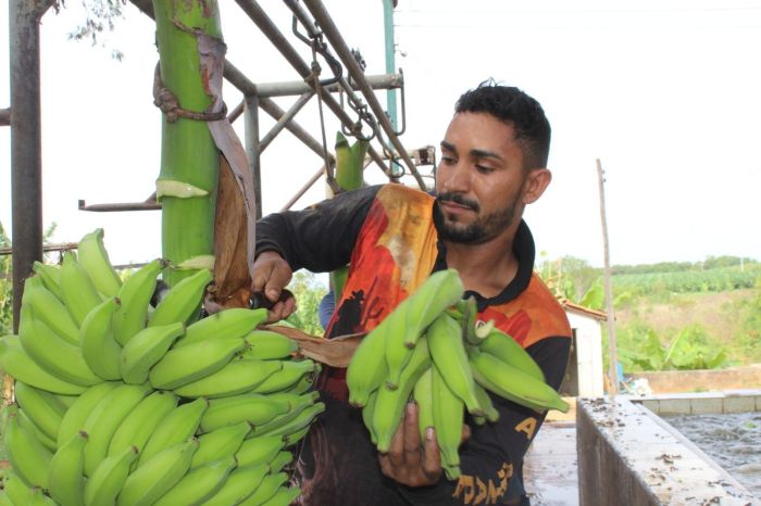 Bananas são cuidadosamente lavadas antes de serem colocadas nos caminhões