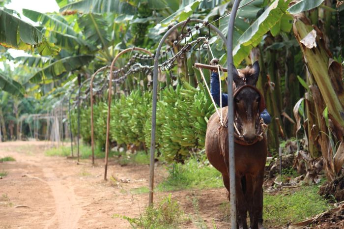 Um burrinho puxa o trilho com os cachos das bananas até às piscinas de lavagem