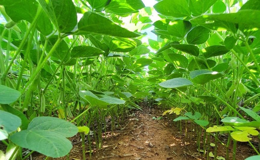 Pesquisadores comprovam que complexo de cobre aumenta eficácia na aplicação de insumos; entenda