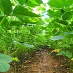 Pesquisadores comprovam que complexo de cobre aumenta eficácia na aplicação de insumos; entenda