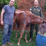 Polícia Militar e Instituto Habitat atuam em caso de maus-tratos a animais em Mariana