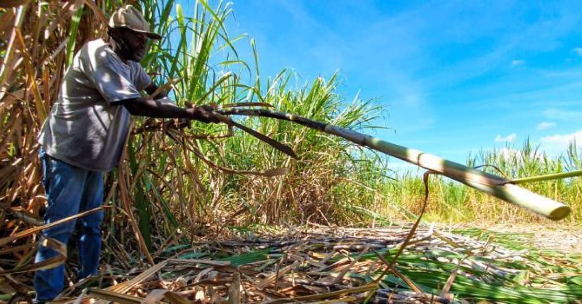 Safra de cana-de-açúcar já soma quase 70 milhões de toneladas