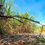 Safra de cana-de-açúcar já soma quase 70 milhões de toneladas