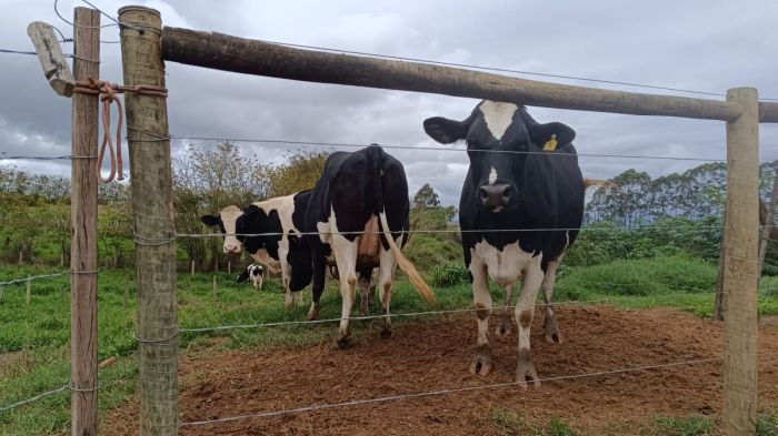 Setor de bovinocultura da Universidade tem, atualmentes, 40 vacas, sendo 16 em lactação