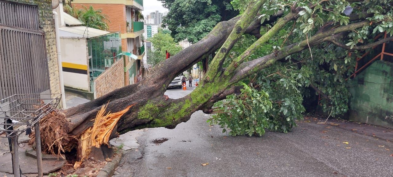Vídeo: chuva derruba árvore e deixa moradores sem luz no bairro São Lucas, em BH