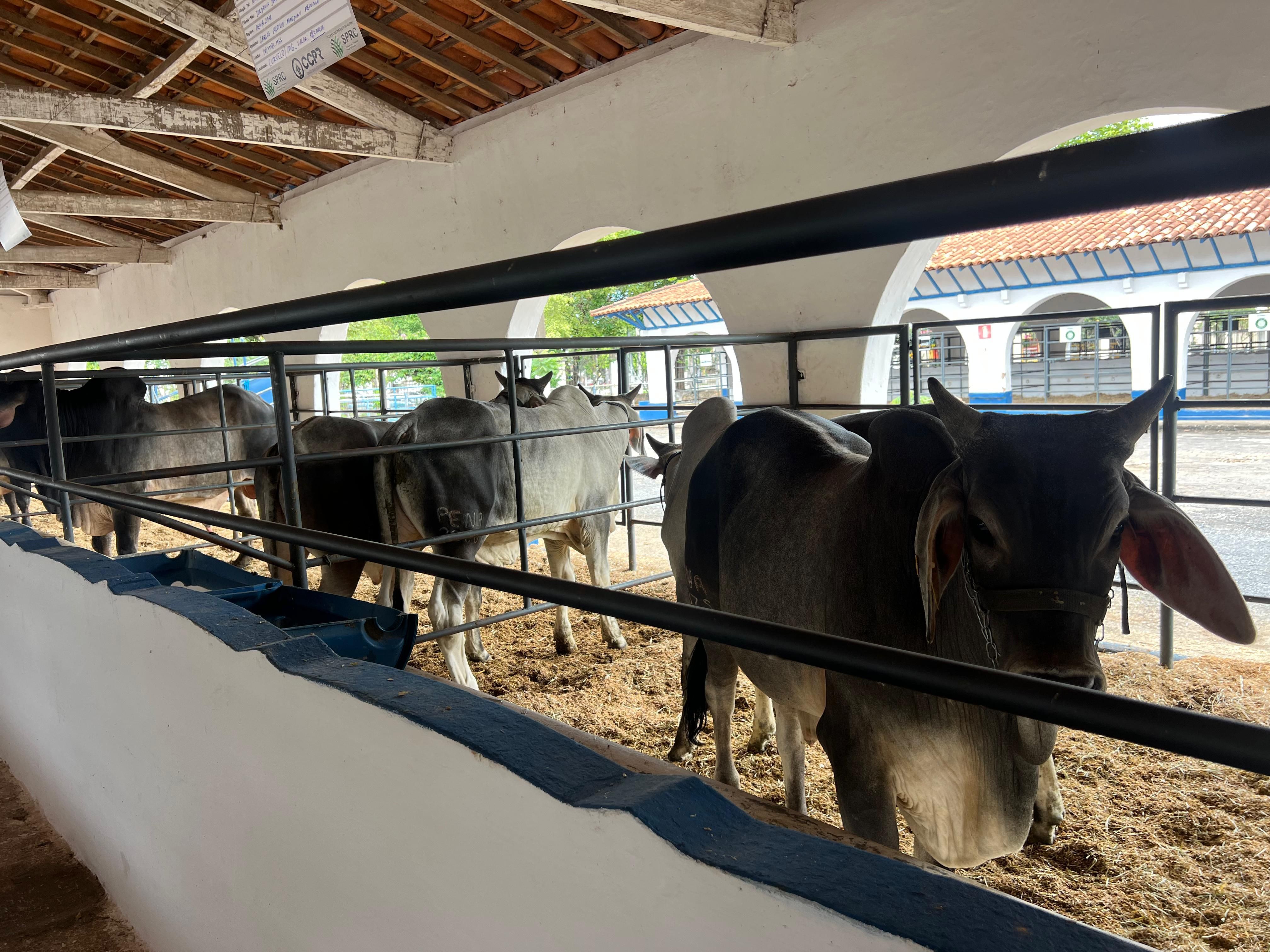 Feirão da Associação Mineira dos Criadores de Zebu começa em Curvelo (MG)