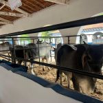 Feirão da Associação Mineira dos Criadores de Zebu começa em Curvelo (MG)