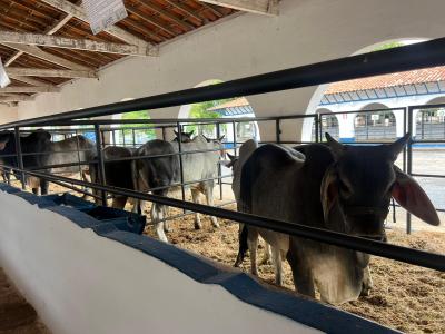 Feirão da Associação Mineira dos Criadores de Zebu em Curvelo (MG)