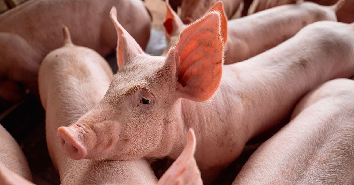 Minas Gerais ganha Censo da Suinocultura