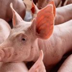 Minas Gerais ganha Censo da Suinocultura