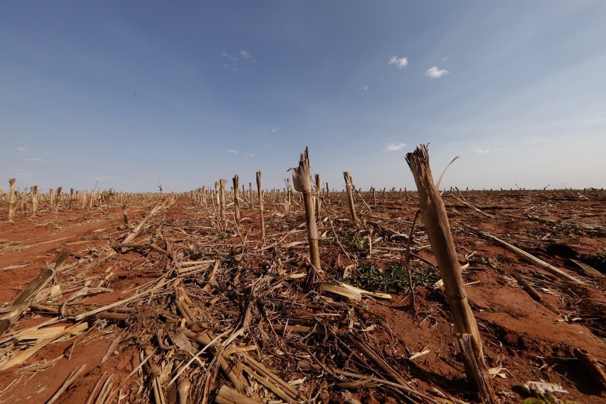 Clima impacta safra de cana-de-açúcar em Minas Gerais