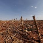 Clima impacta safra de cana-de-açúcar em Minas Gerais