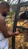 Davi e Raquel Brito conhecem animais exóticos