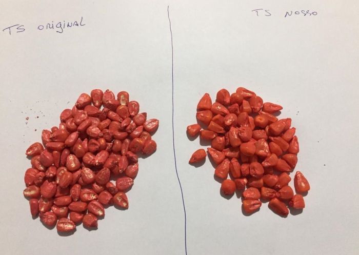 À esquerda a semente original. Na direita, a semente falsificada, pintada com Pó Xadrez vermelho À esquerda a semente original. Na direita, a semente falsificada, pintada com Pó Xadrez vermelho