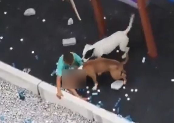 Dono de pitbulls que atacaram crianças em SP é indiciado e responde em liberdade