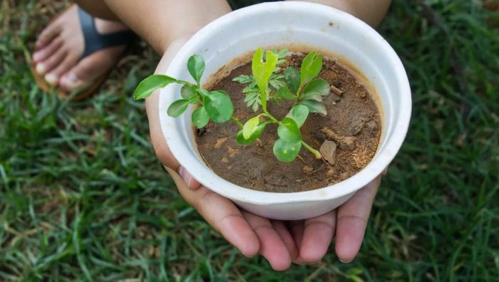 Isopor pode te ajudar a transformar o seu jardim